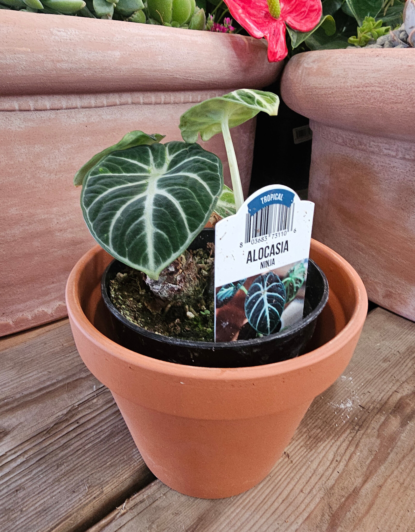 Alocasia Ninja 4inch
