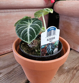 Alocasia Ninja 4inch