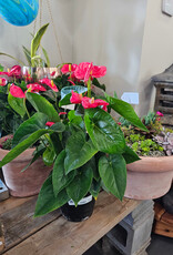 Anthurium 17cm