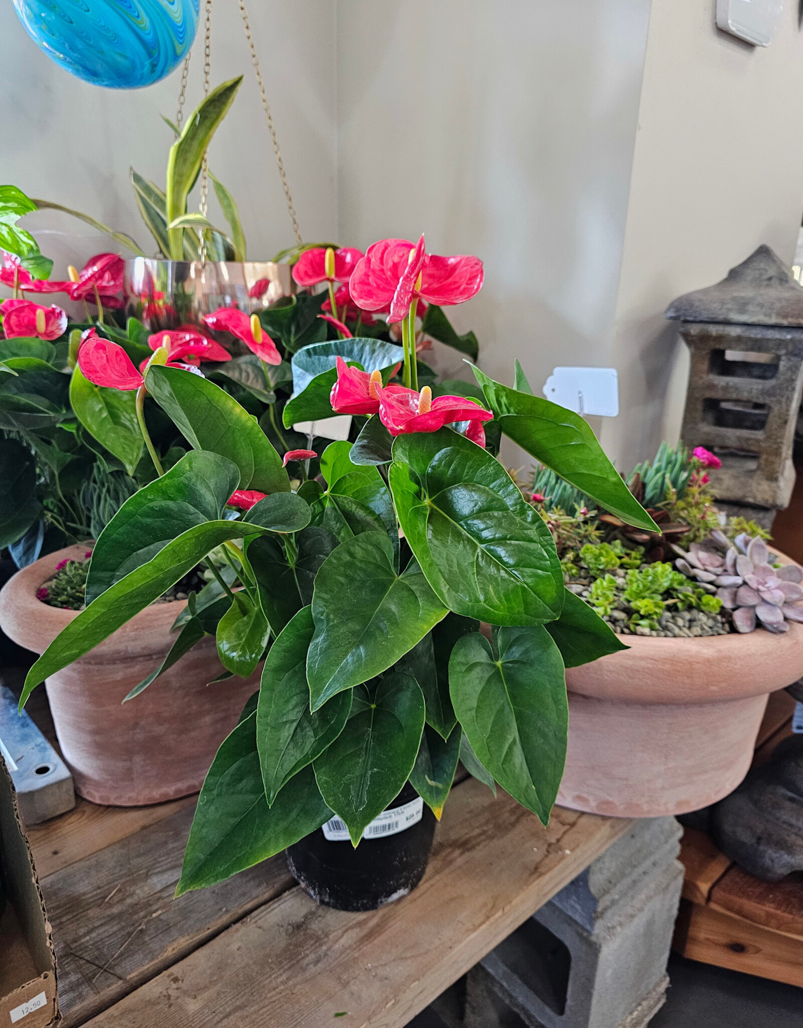 Anthurium 17cm