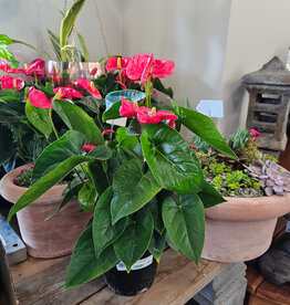 Anthurium 17cm
