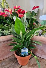 Peace Lily 4 inch