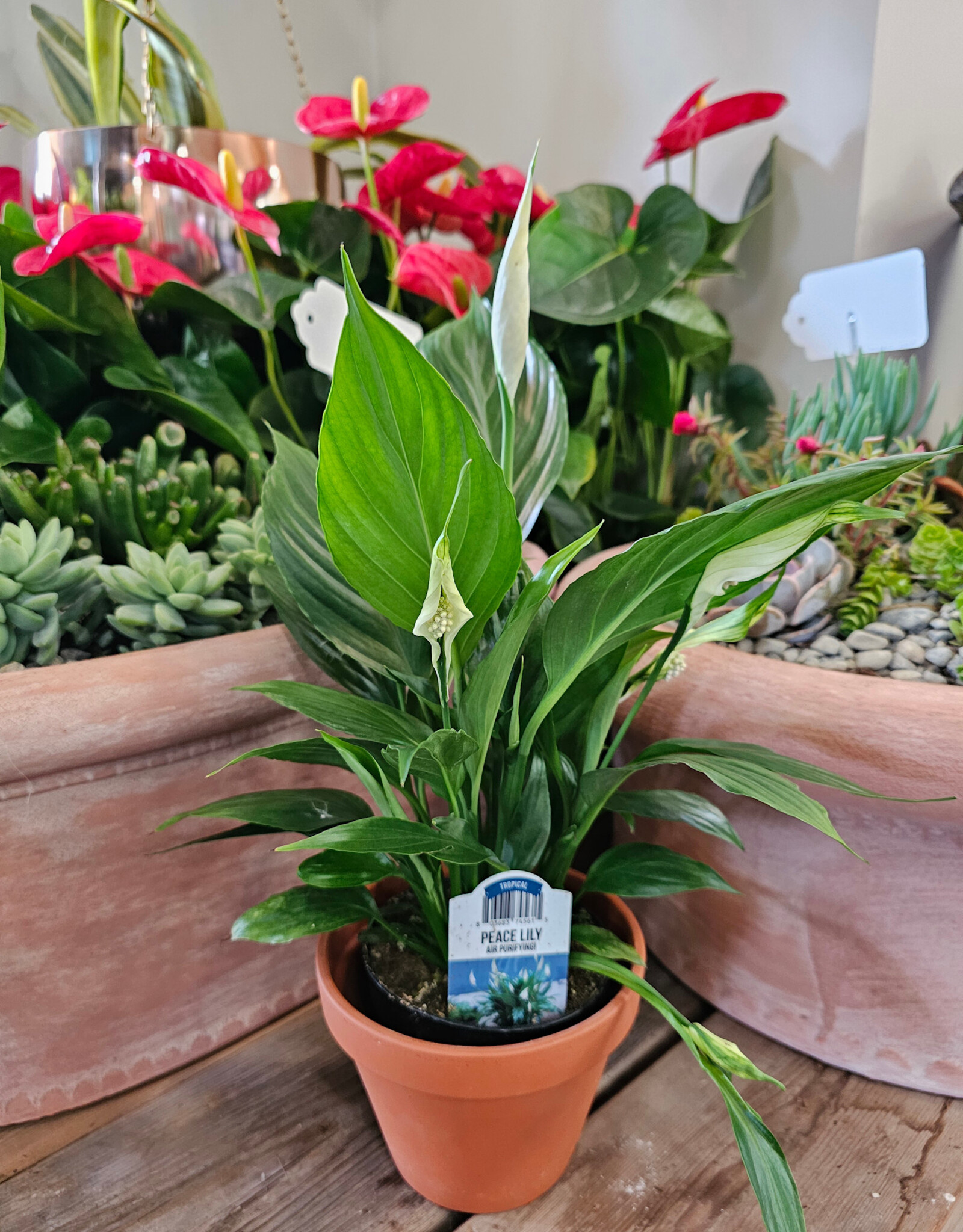 Peace Lily 4 inch