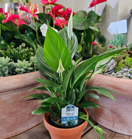 Peace Lily 4 inch