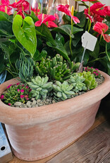 Succulent Arrangement Large 75