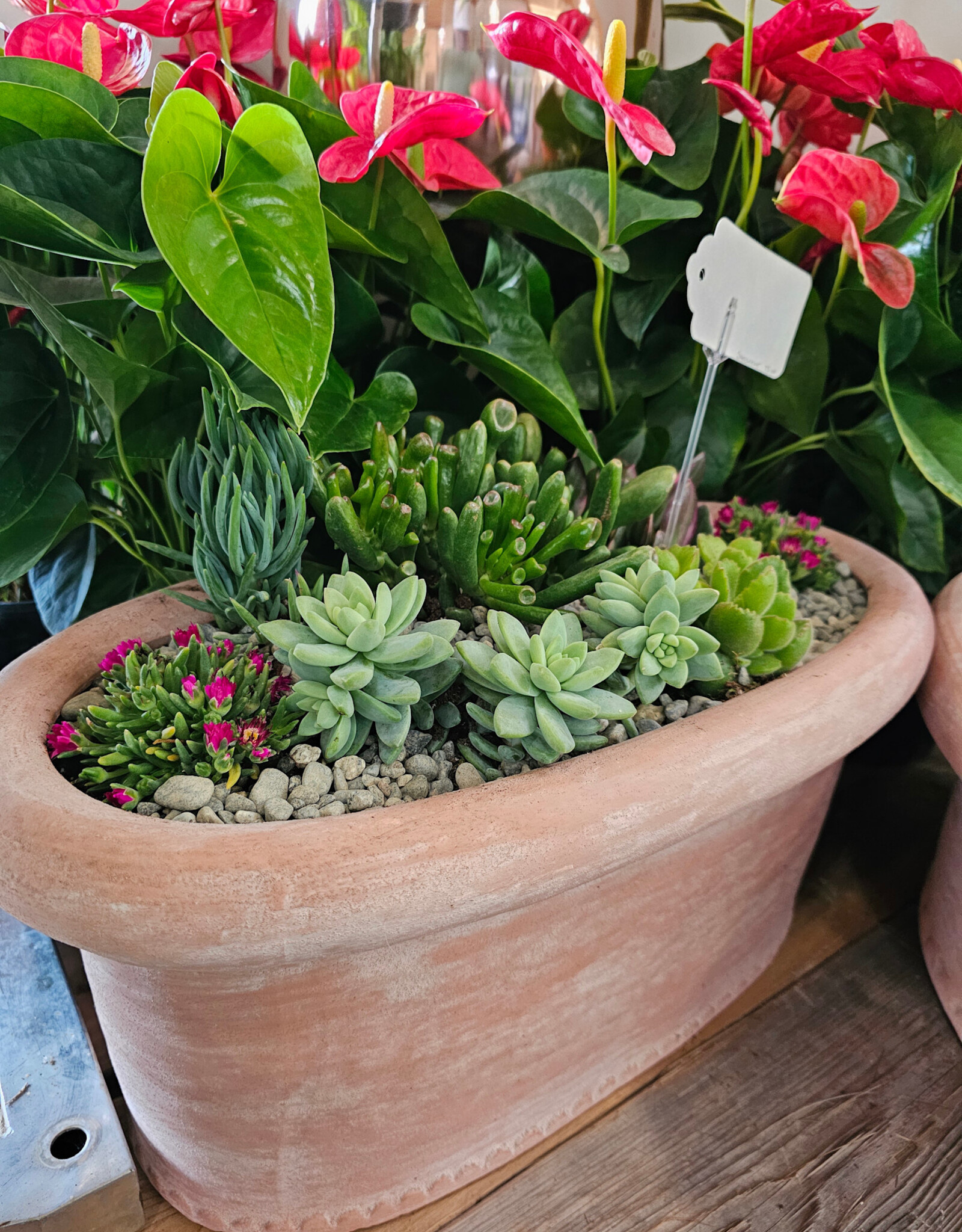 Succulent Arrangement Large 75