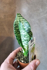Snake Plant 2inch