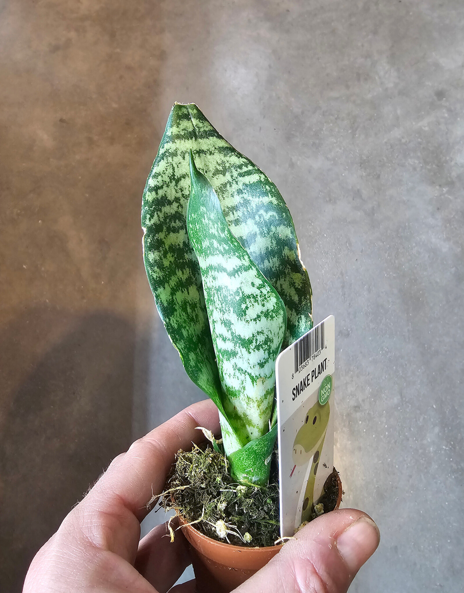 Snake Plant 2inch