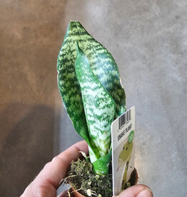Snake Plant 2inch