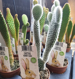 Bunny Ears Cactus 6cm