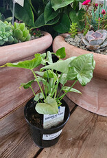 Arrowhead Plant Confetti 4inch