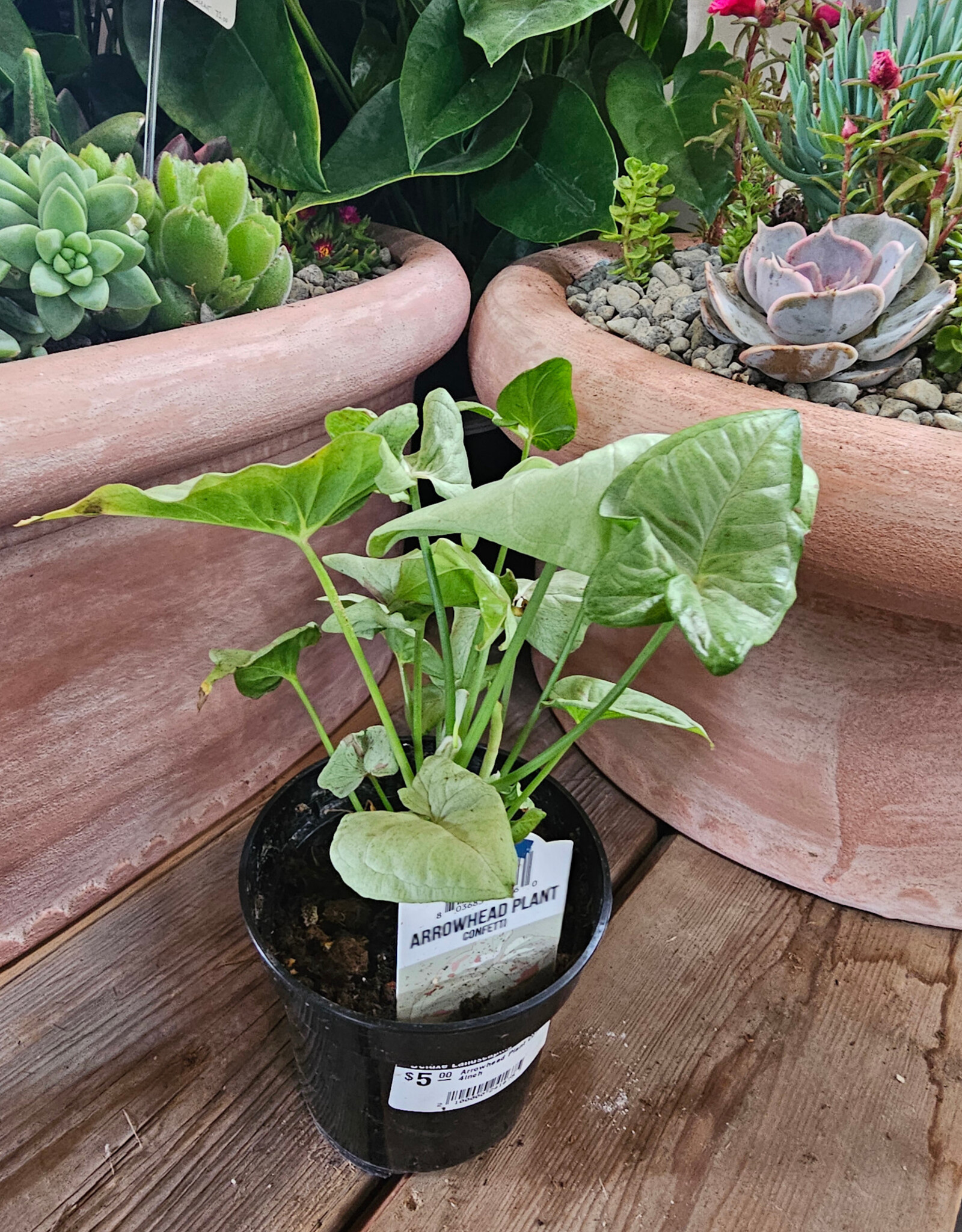 Arrowhead Plant Confetti 4inch