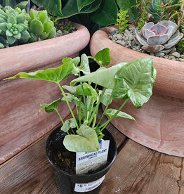 Arrowhead Plant Confetti 4inch
