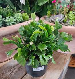 Zygocactus - Christmas Cactus 6inch