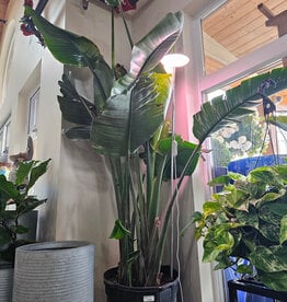 White Bird of Paradise 17inch