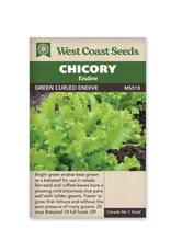 Chicory - Green Curled Endive