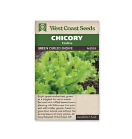 Chicory - Green Curled Endive