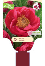 Peony - Paeonia - Cytherea 1gal