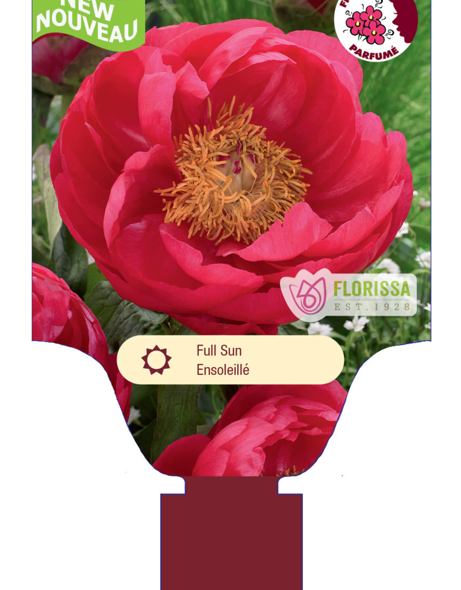 Peony - Paeonia - Cytherea 1gal