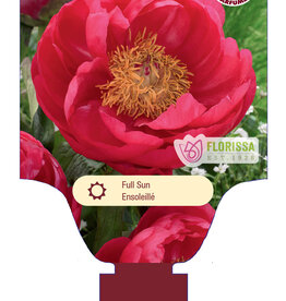 Peony - Paeonia - Cytherea 1gal