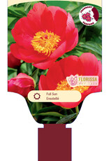 Peony - Paeonia - Flame 1gal
