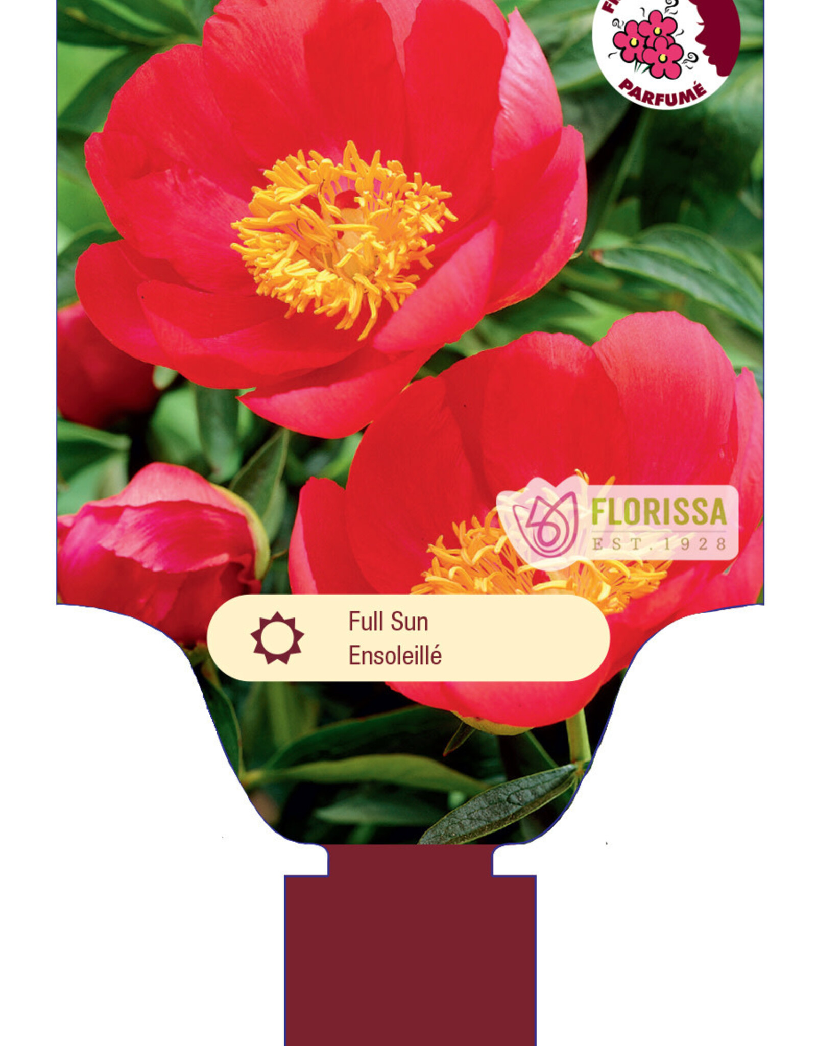 Peony - Paeonia - Flame 1gal