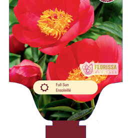 Peony - Paeonia - Flame 1gal