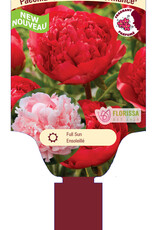 Peony - Paeonia - Command Performance 1gal