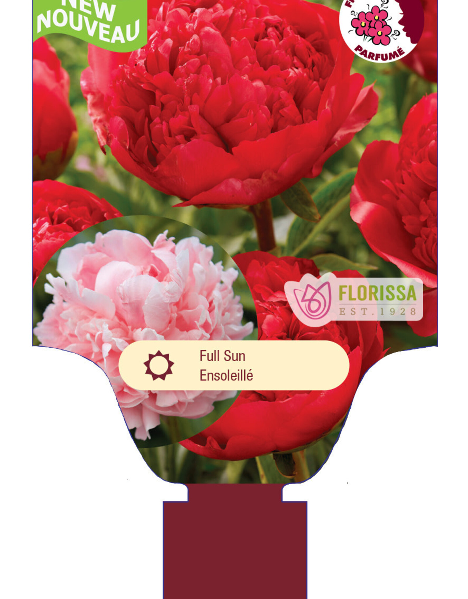 Peony - Paeonia - Command Performance 1gal