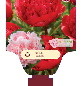 Peony - Paeonia - Command Performance 1gal