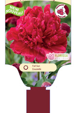 Peony - Paeonia - Eliza Lundy 1gal