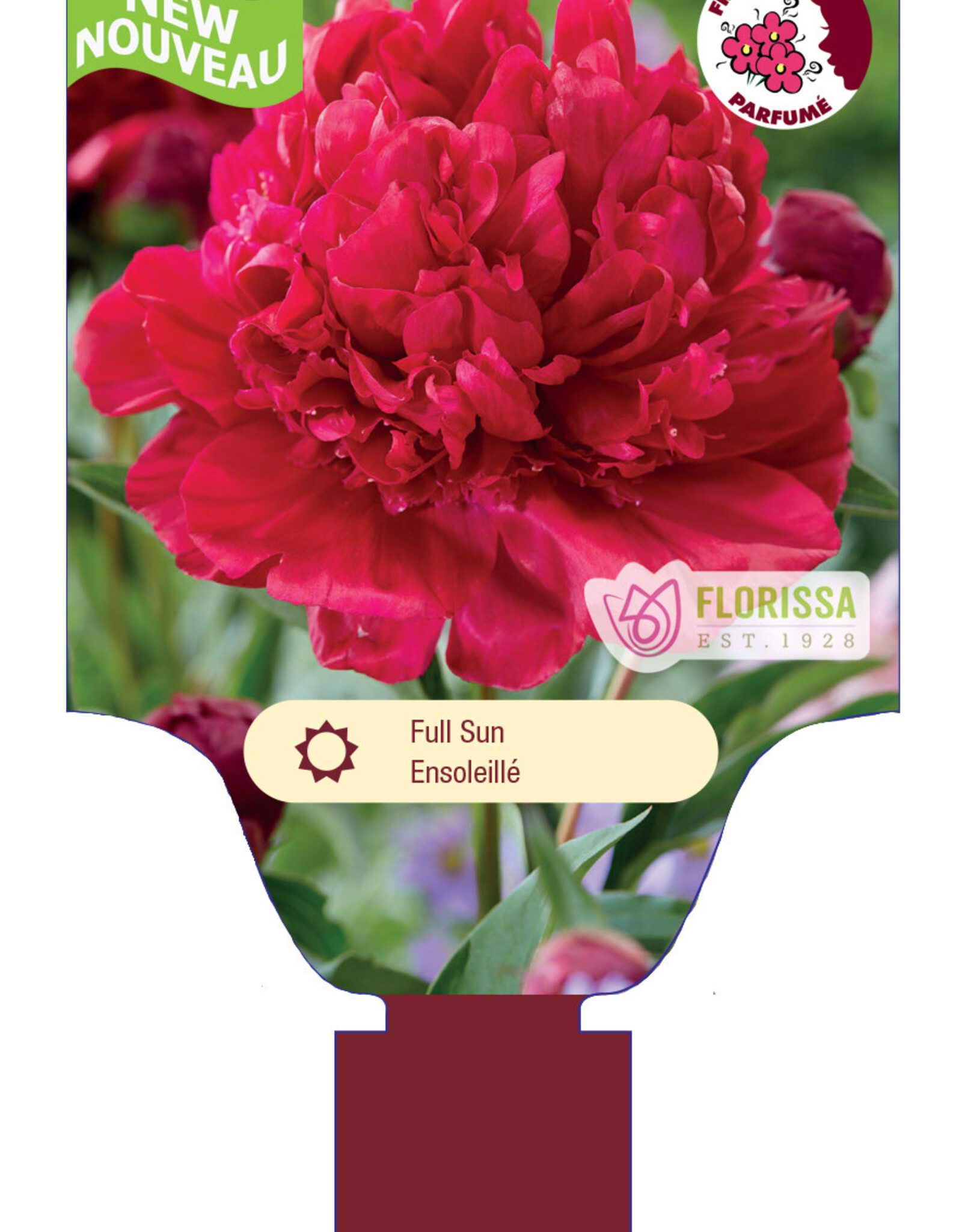 Peony - Paeonia - Eliza Lundy 1gal