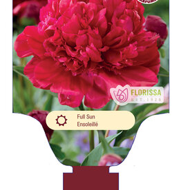 Peony - Paeonia - Eliza Lundy 1gal