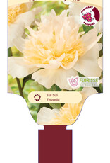 Peony - Paeonia - Honey Gold 1gal