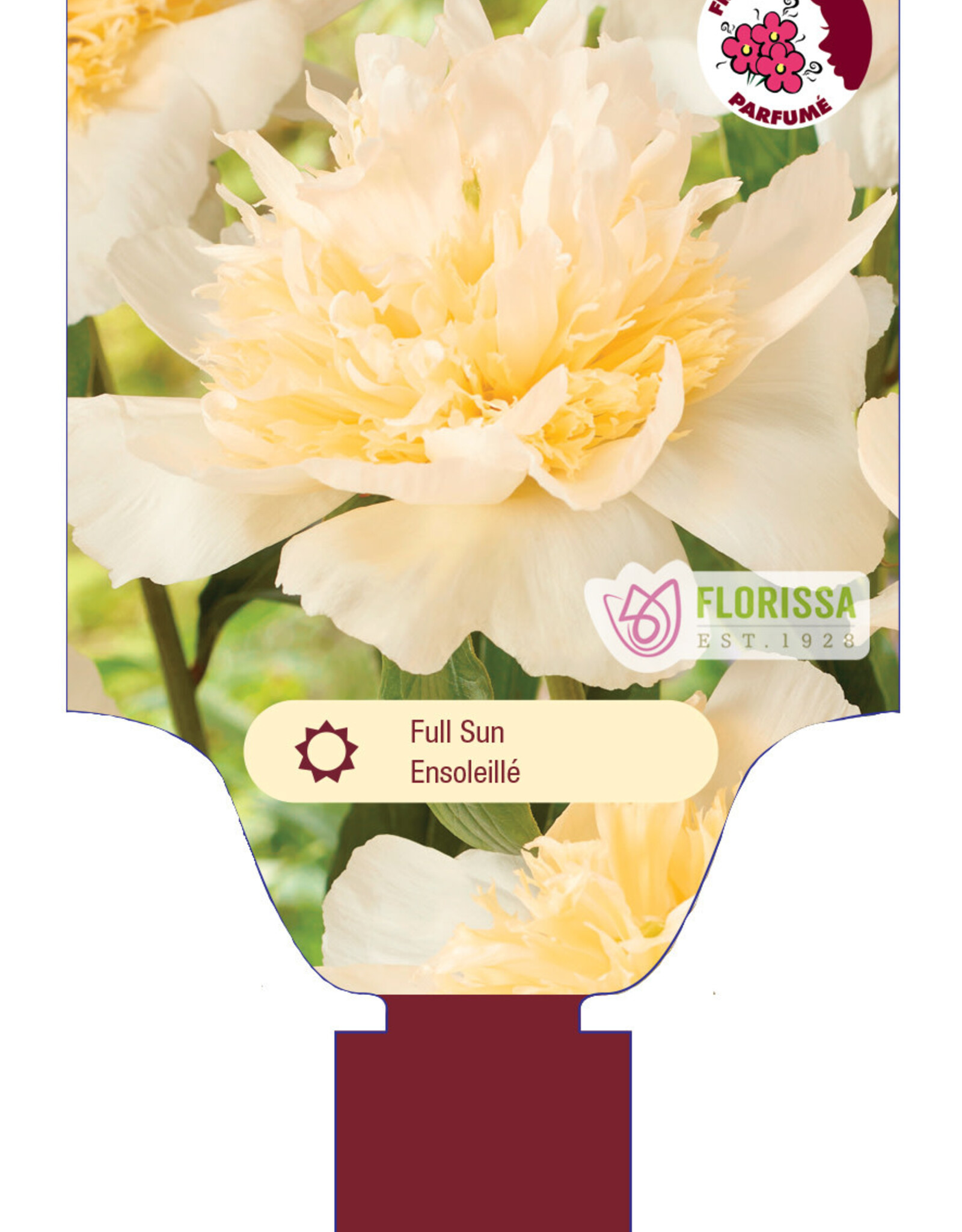 Peony - Paeonia - Honey Gold 1gal