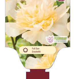 Peony - Paeonia - Honey Gold 1gal