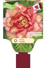 Peony - Paeonia - Haleigh's Hallelujah 2gal