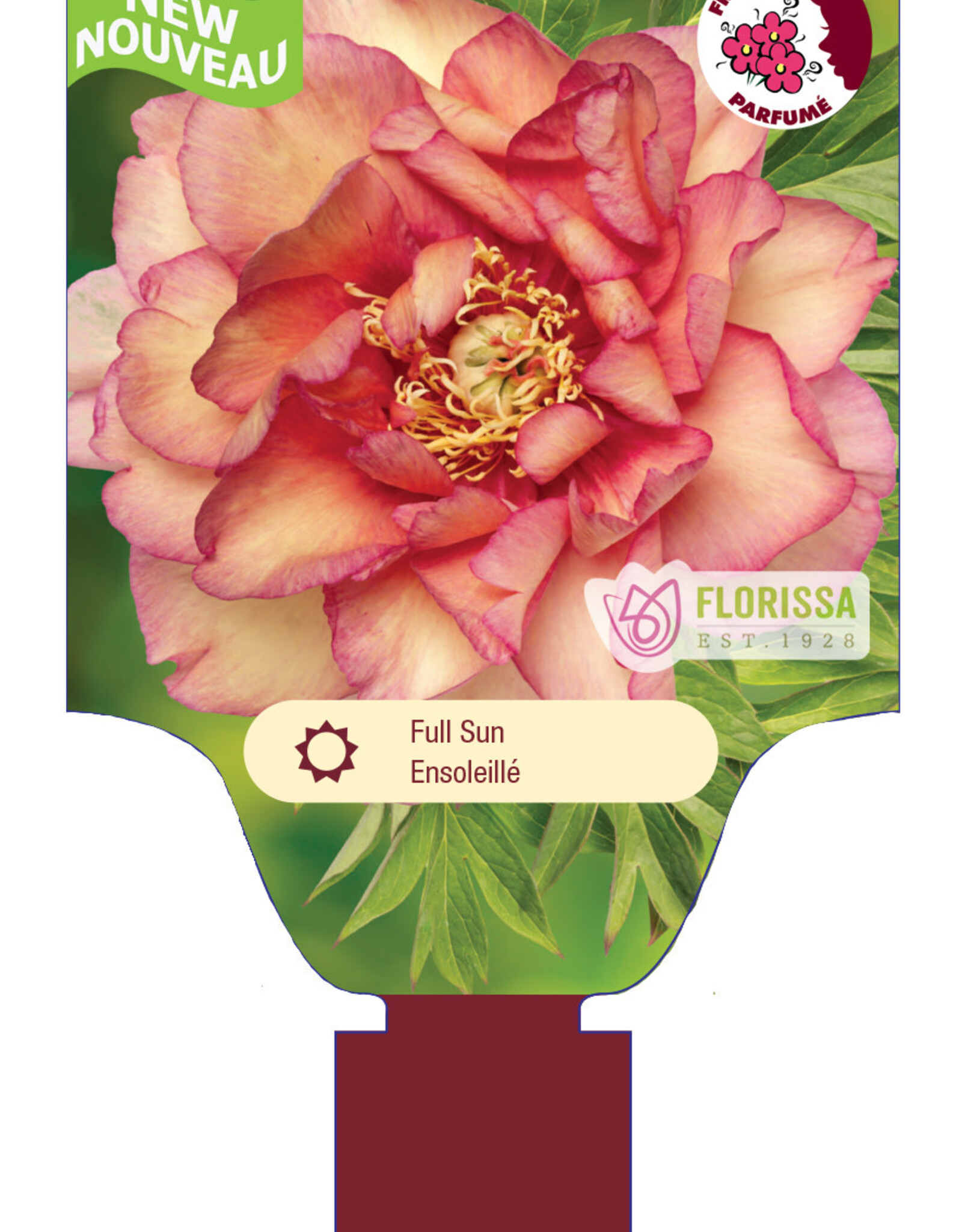 Peony - Paeonia - Haleigh's Hallelujah 2gal