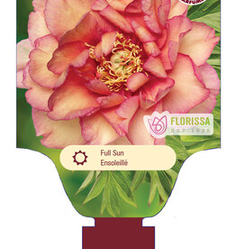 Peony - Paeonia - Haleigh's Hallelujah 2gal