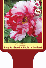 Peony - Paeonia - Tree Shima-nishiki 1gal