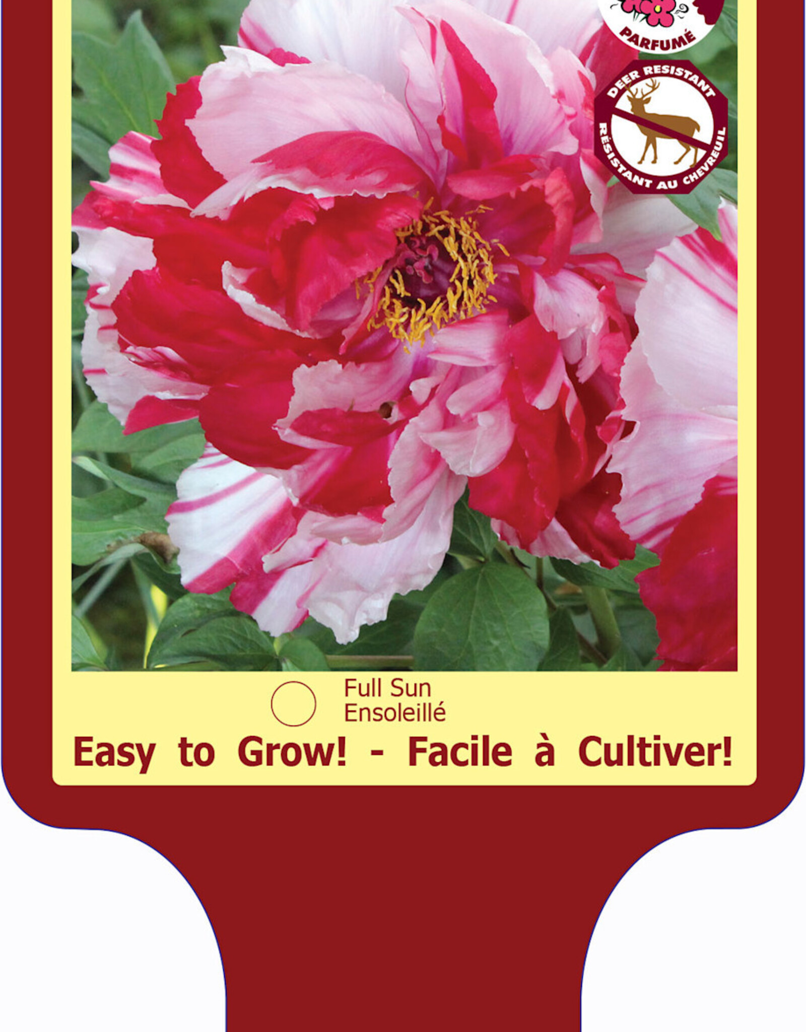 Peony - Paeonia - Tree Shima-nishiki 1gal