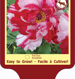 Peony - Paeonia - Tree Shima-nishiki 1gal