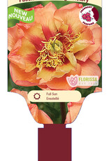 Peony - Paeonia - Orange Victory 2gal