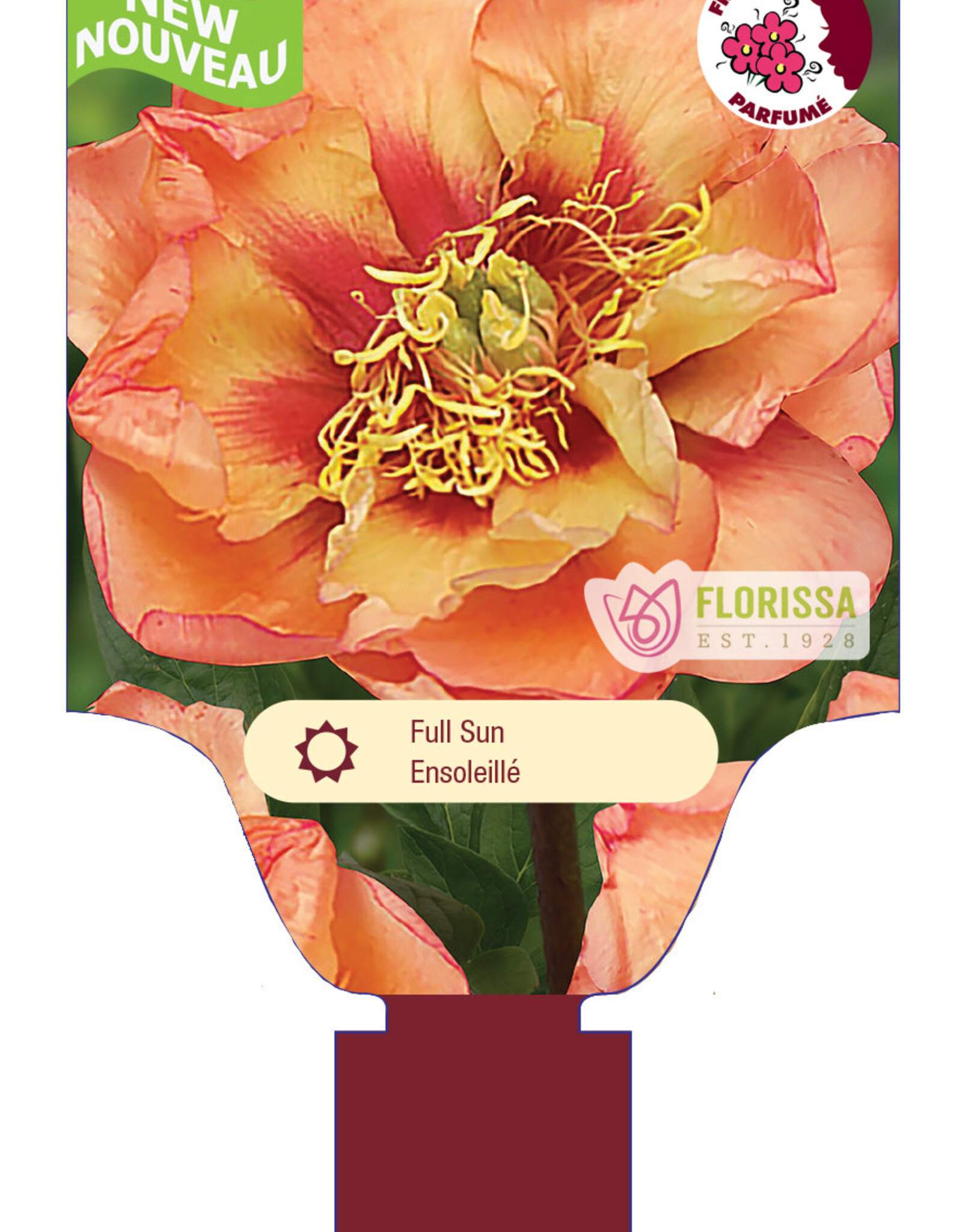 Peony - Paeonia - Orange Victory 2gal