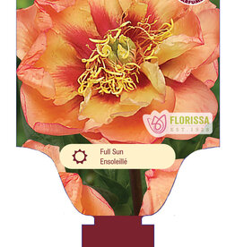 Peony - Paeonia - Orange Victory 2gal