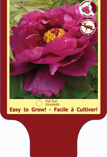 Peony - Paeonia - Tree Shimadaijin 1gal