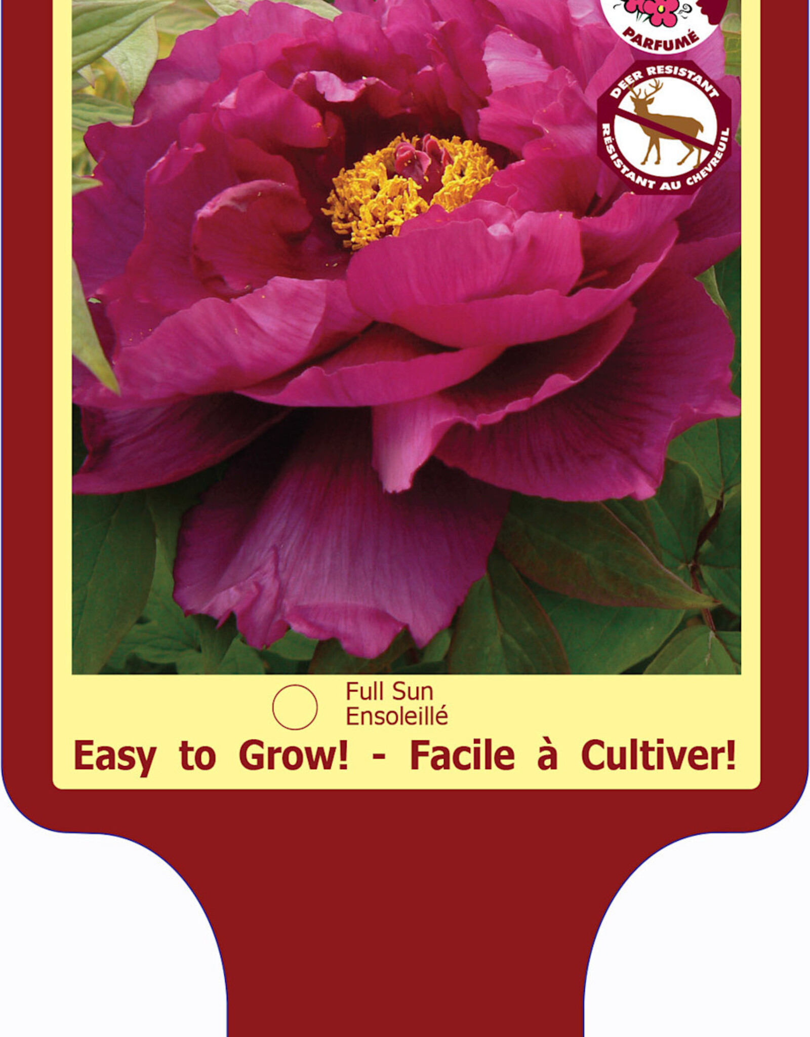 Peony - Paeonia - Tree Shimadaijin 1gal