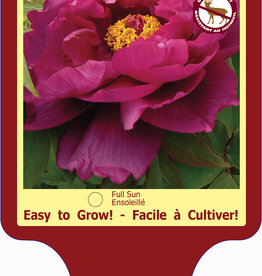 Peony - Paeonia - Tree Shimadaijin 1gal