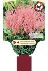 Astilbe Erika 1gal