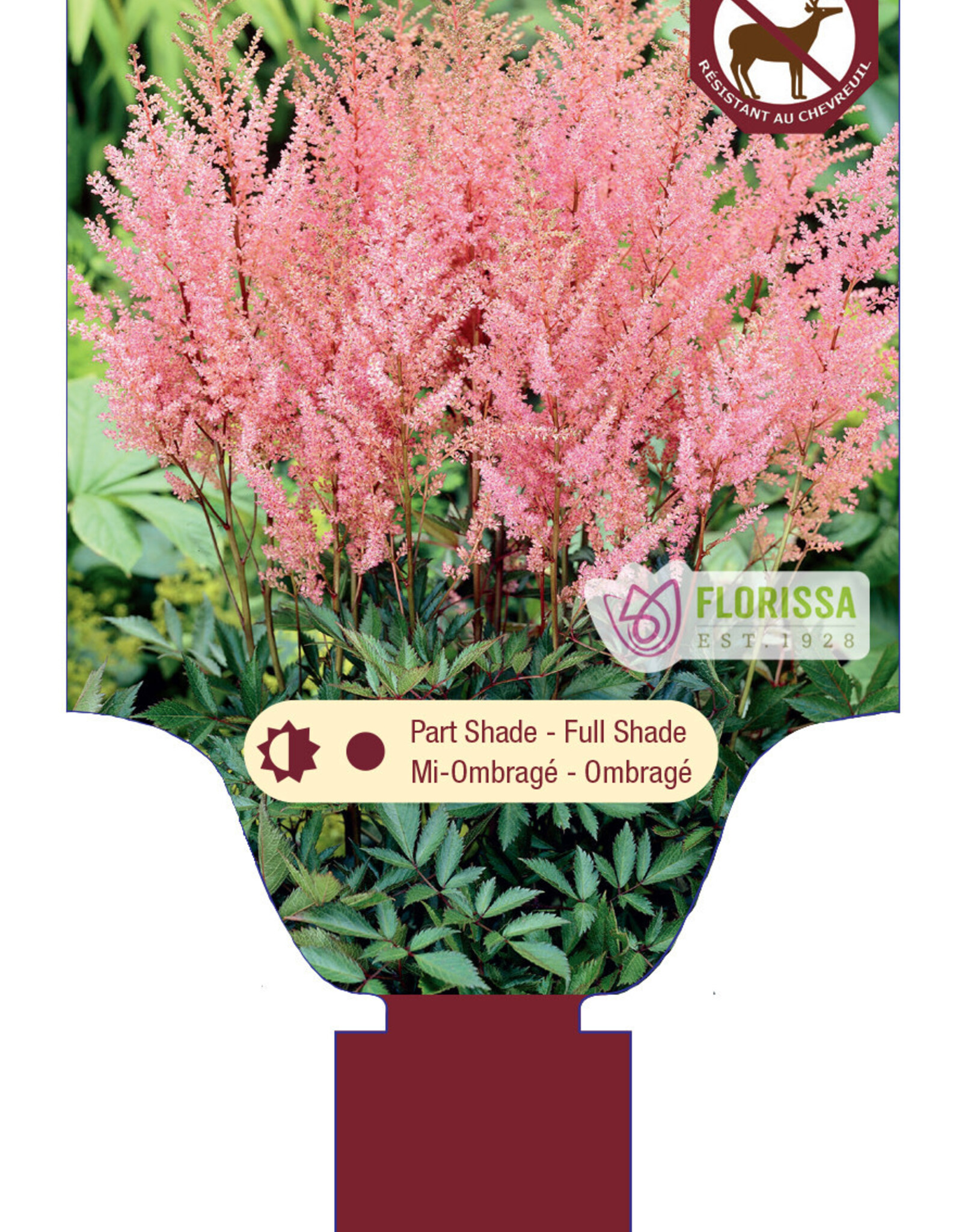 Astilbe Erika 1gal